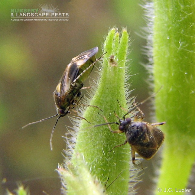 Lygus Lineolaris Guide To Nursery And Landscape Arthropod Pests Of Ontario 4492