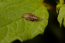 Pyrrhalta viburnicola (Viburnum Leaf Beetle)