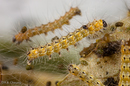 Hyphantria cunea (Fall Webworm)