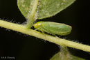 Macropsis	fumipennis (Honey Locust Leafhopper)