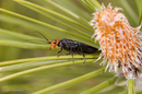 Acantholyda erythrocephala (False Pine Webworm) female on Pinus