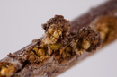 Pyrrhalta viburni (Viburnum Leaf Beetle) eggs