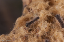 Lymantria dispar (Gypsy Moth) first instar larvae
