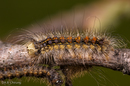 Lymantria dispar (Gypsy Moth) mature larvae