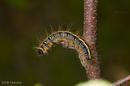 Malacosoma disstria (Forest Tent Caterpillar)