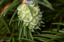 Adelges abietis (Eastern Spruce Gall Adelgid)