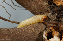Synanthedon exitiosa (Peachtree Borer) larvae on Prunus serotina