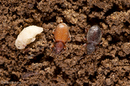 Otiorhynchus ovatus (Strawberry Root Weevil) larvae, pupa and adult