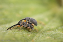 Rhopalapion longirostre (Hollyhock Weevil)