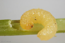 Caulocampis acericaulis (Maple Petiole Borer)