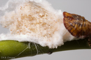 Pulvinaria innumerabilis (Cottony Maple Scale)