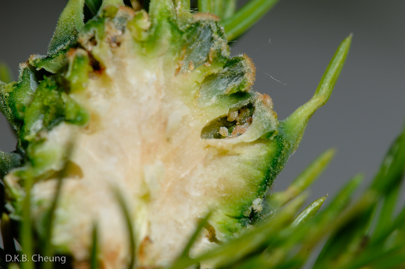 Adelges abietis (Eastern Spruce Gall) on Norway Spruce