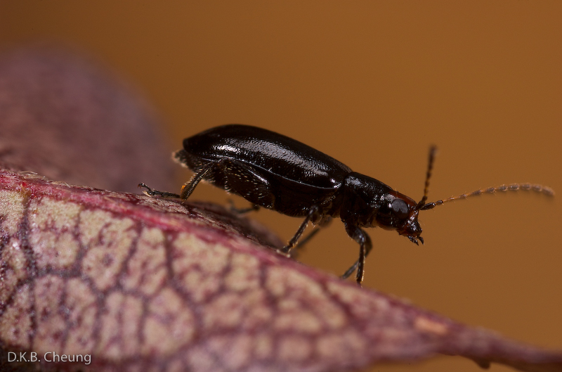 Systena frontalis (Red Headed Flea Beetle)