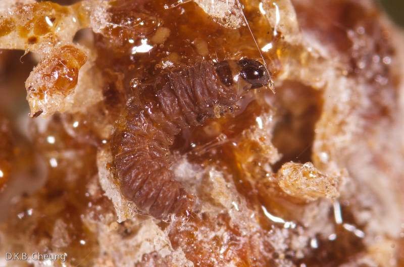 Rhyacionia buoliana (European Pine Shoot Moth) larvae on Mogul Pine