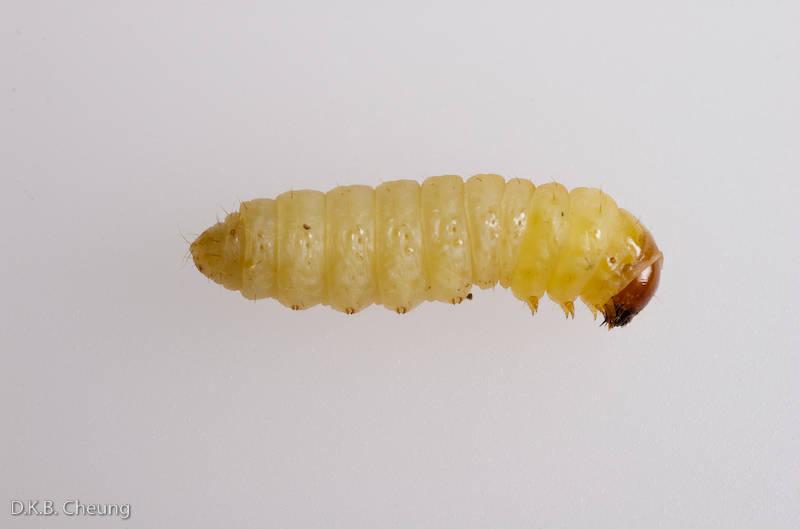 Synanthedon viburni (Viburnum Borer) on Vibrunum