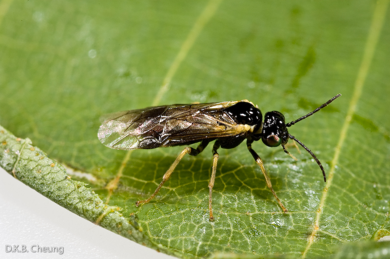 Messa nana (Early Birch Leaf Edgeminer) on Birch