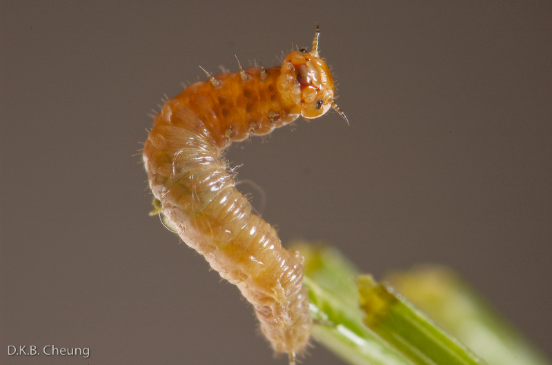 Acantholyda erythrocephala (False Pine Webworm) on Pinus