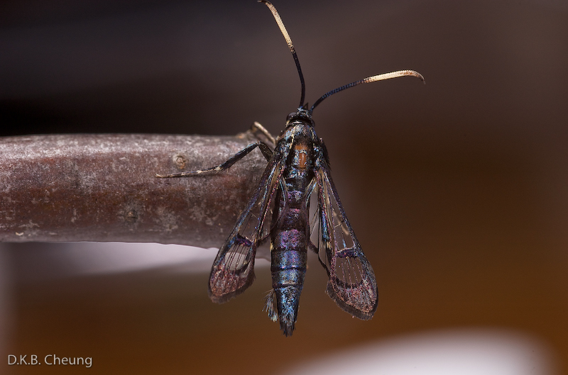 Synanthedon viburni (Viburnum borer)