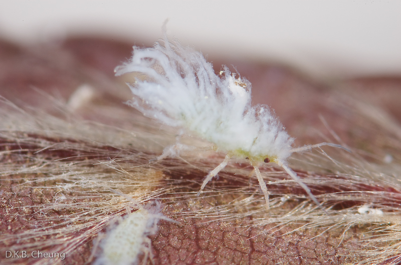 Phyllaphis	fagi (Woolly Beech Leaf Aphid)