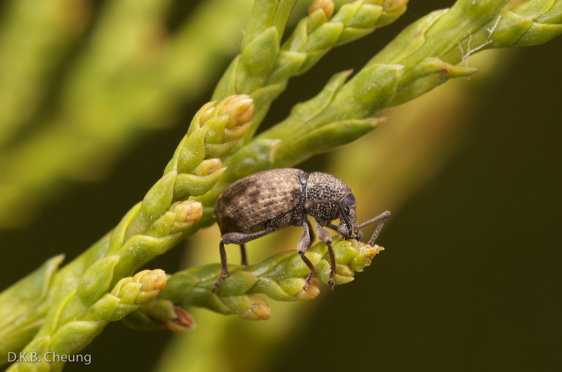 Otiorhynchus raucous on Thuja