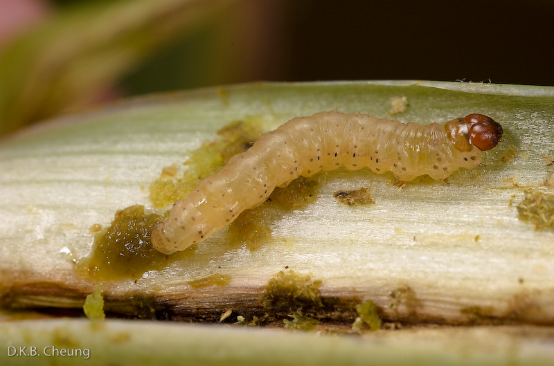 Macronoctua onusta (Iris Borer)