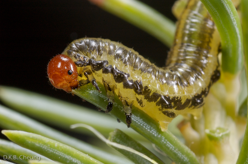 Pikonema	alaskensis (Yellowheaded Spruce Sawfly)