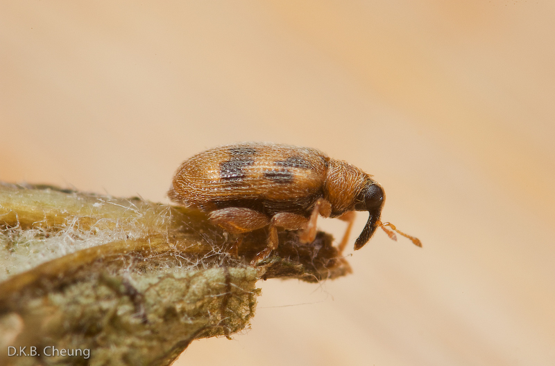 Orchetes alni (Elm Flea Weevil)