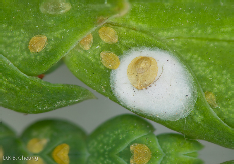 Carulaspis juniperi (Juniper Scale) on Thuja