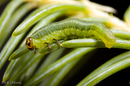 Allantus cinctus (Curled Rose Sawfly)
